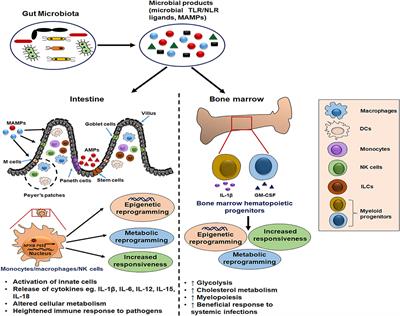 Potential Role of Gut Microbiota in Induction and Regulation of Innate Immune Memory